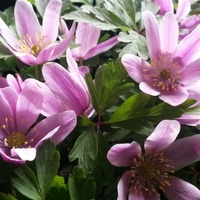 Anemone nemorosa 'Marie Rose' Photo: Nijssen